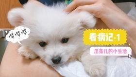 娱乐吃瓜君小奶狗,揭秘娱乐圈那些不为人知的幕后故事