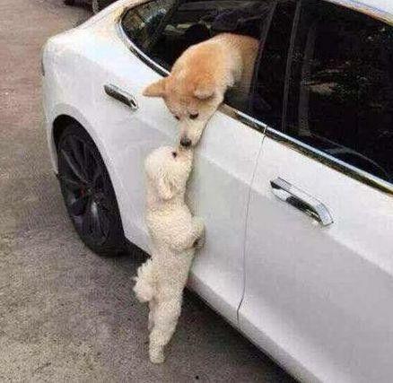 娱乐吃瓜酱小狗看坐在小车里,揭秘小车里的大秘密