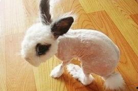 娱乐吃瓜酱小动物视频下载